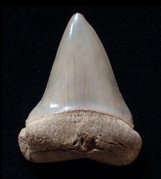 Un antico signore dei mari: L''Isurus hastalis